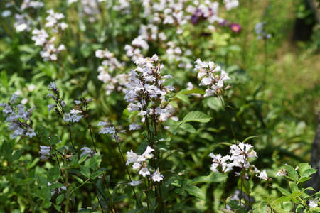 Penstemon( Beardtongue )flowers. Plantaginaceae perennial grass.の写真素材
