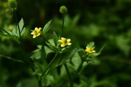 Ranunculus silerifolius flowers. Ranunculaceae perennial toxic plant.の写真素材