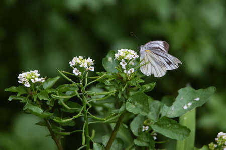 Watercress flowers and butterflies. Brassicaceae perennial grass.の写真素材