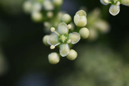 Japanese spindle flowers. Celastraceae evergreen shrub.