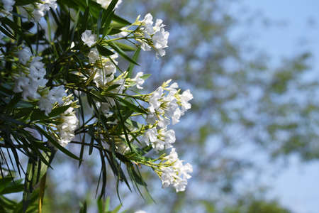 White flower oleander blossoms. Apocynaceae evergreen shrub.