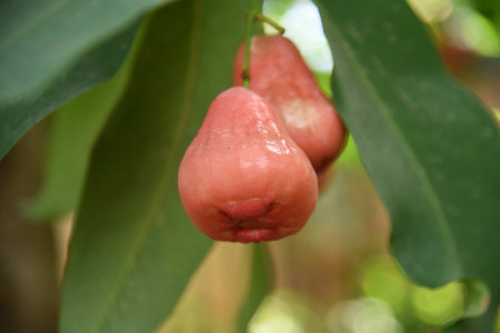 Wax apple fruits. Myrtaceae tropical fruit.