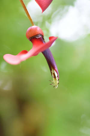 Cockspur coral tree flowers. Fabaceae deciduous tree.の写真素材