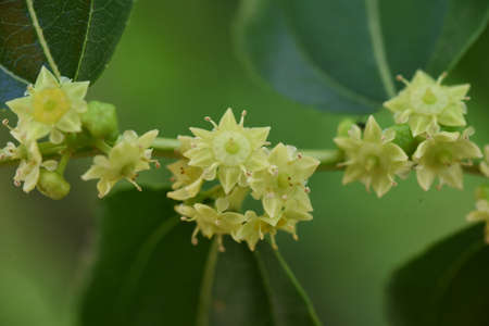 Jujube flowers. Rhamnaceae deciduous fruit tree. Berry is edible and medicinal.の写真素材