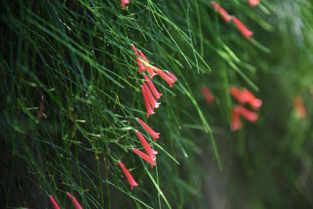Russelia flowers (Russelia equisetiformis). Plantaginaceae evergreen shrub.の写真素材