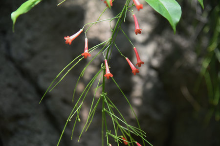 Russelia flowers (Russelia equisetiformis). Plantaginaceae evergreen shrub.の写真素材