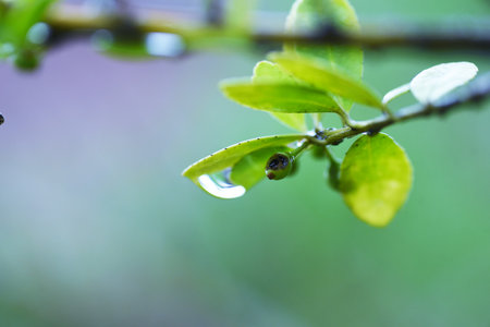 Drops of rain on the leaves. Background material during the rainy season.の写真素材