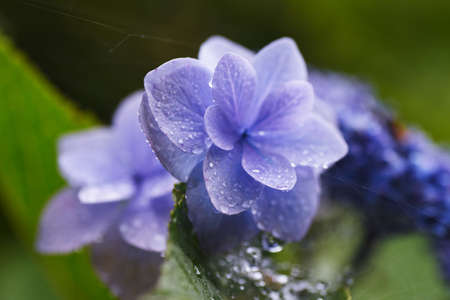 Drops of rain on the leaves. Background material during the rainy season.の写真素材
