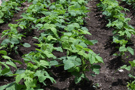 Green soybeans flowers and growth. Green soybeans are called Edamame in Japan and are popular as...