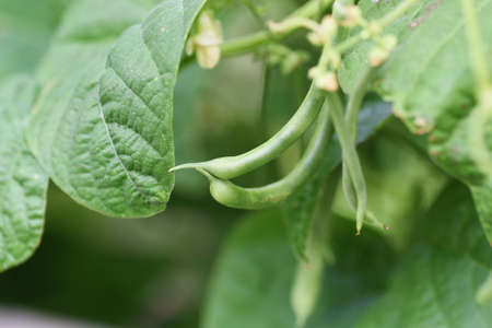 Kitchen garden. Green beans flowers and growth.