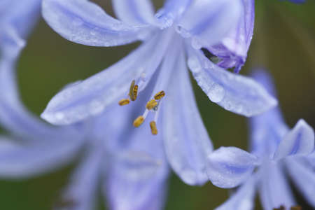 Agapanthus flowers. Amaryllidaceae perennial bulbous plant.