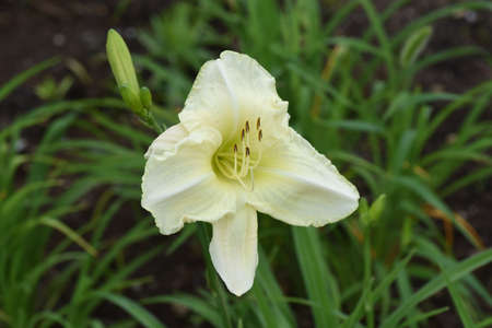 Day lily flowers. Xanthorrhoeaceae perennial plantの写真素材