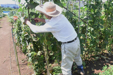 The scenery of the farm work. Harvesting vegetables.