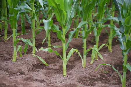 Corn cultivation and its growth. Corn is one of the three major grains in the world.