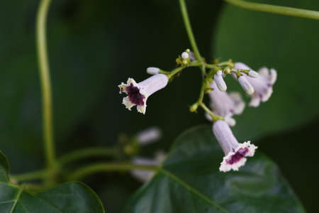 Skunk vine flowers. Rubiaceae perennial vine.