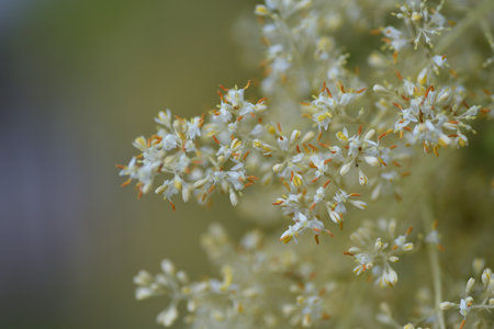 Griffith's ash (Fraxinus griffithii) flowers . Oleaceae evergreen tree.