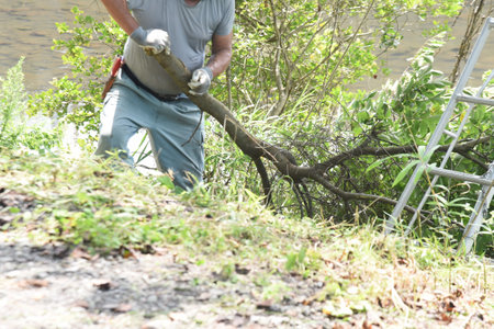 Environmental arrangement. A scene of logging work on the riverbed of a stream.