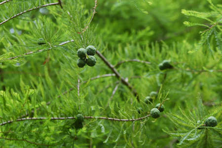 Bald cypress is a cupressaceae deciduous conifer that grows in wetlands.