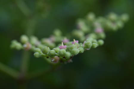 Bushkiller flowers. Vitaceae vine weed.の写真素材