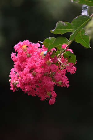 Crape myrtle flowers. Lythraceae deciduous tree.
