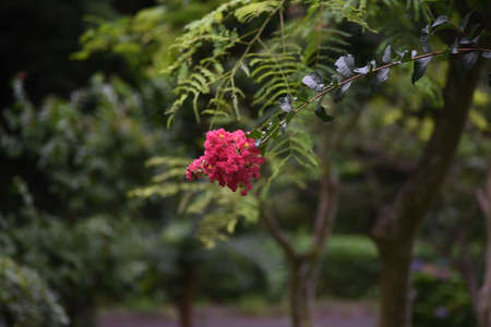 Crape myrtle flowers. Lythraceae deciduous tree.