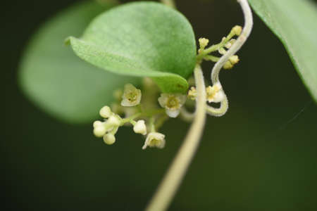 Snailseed flowers. Menispermaceae vine plant.