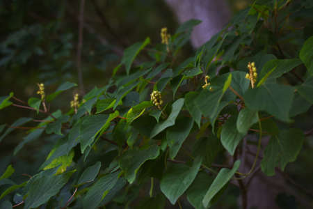 Japanese mallotus fruits. Euphorbiaceae deciduous tree.