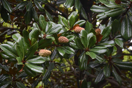 Southern magnolia (Magnolia grandiflora)fruits. Mgnoliaceae evergreen tree.
