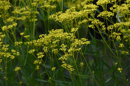 Golden lace (Patrinia scabiosifolia) flowers. Caprifoliaceae perennial grass.