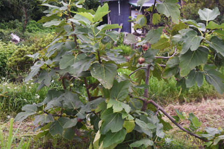 The taste of autumn, the fruit of ripe figs. Moraceae deciduous tree.