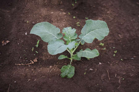 A farmer planting broccoli seedlings. Autumn farming scene.の写真素材