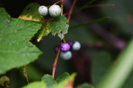 Wild grape vine. Vitaceae vine deciduous shrub.の写真素材