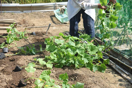 Cucumber cultivation in the vegetable garden. Cucumbers are sown in April, planted in May, and...