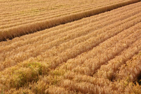 Wheat cultivation. In Japan, seeds are sown around October and harvested around June of the following year.の写真素材