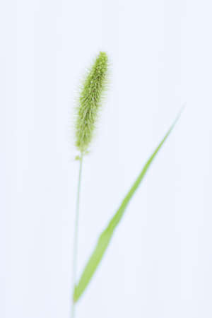 Image material of green foxtail. Poaceae annual weed.