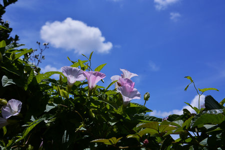 Blue sky, white clouds and flowers. A scene of early summer in Japan.