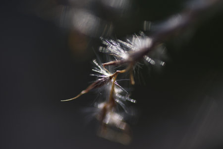 Japanese pampas grass flowers and seeds. Japanese pampas grass is Poaceae perennial grass, which has...