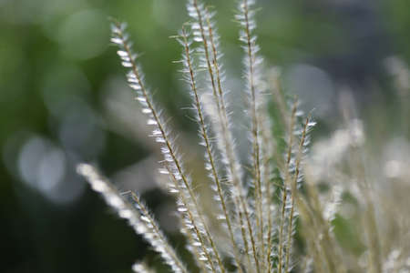 Japanese pampas grass flowers and seeds. Japanese pampas grass is Poaceae perennial grass, which has spikes from summer to autumn and has white hairs on its seeds, which eventually fly by the wind.の写真素材