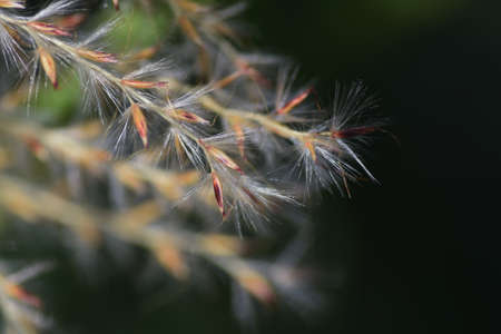 Japanese pampas grass flowers and seeds. Japanese pampas grass is Poaceae perennial grass, which has spikes from summer to autumn and has white hairs on its seeds, which eventually fly by the wind.の写真素材