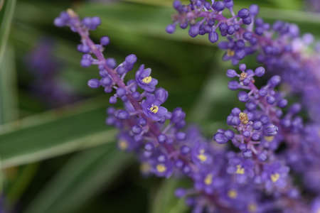Big blue lilyturf flowers. Asparagaceae perennial grass. Ornamental and medicinal.の写真素材