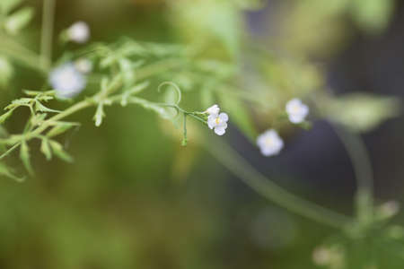 Balloon vine flowers, fruits and seeds. Sapindaceae vine plants.の写真素材
