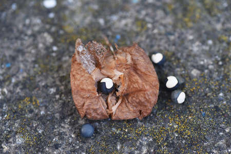 Balloon vine flowers, fruits and seeds. Sapindaceae vine plants.の写真素材