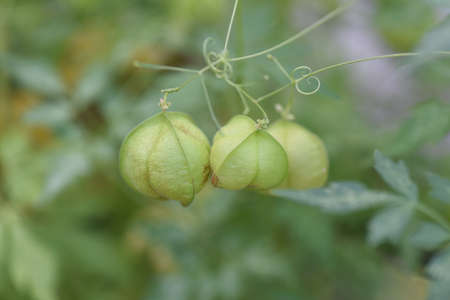 Balloon vine flowers, fruits and seeds. Sapindaceae vine plants.の写真素材