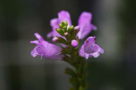 False dragonhead flowers. Lamiaceae perennial plant. The pale pink lip-shaped flowers come in August to September.の写真素材