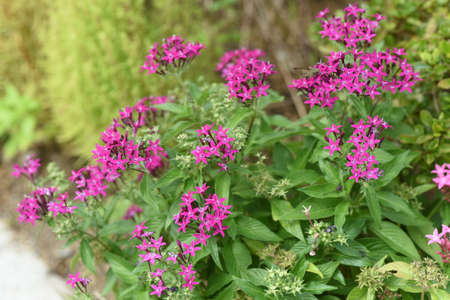 Egyptian star cluster flowers. Lubiaceae evergreen tropical plants.の写真素材