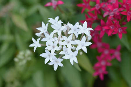 Egyptian star cluster flowers. Lubiaceae evergreen tropical plants.の写真素材