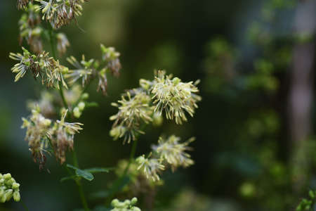 Thalictrum minus flowers. Ranunculaceae perennial medicinal herb. Flowering is from July to September.の写真素材