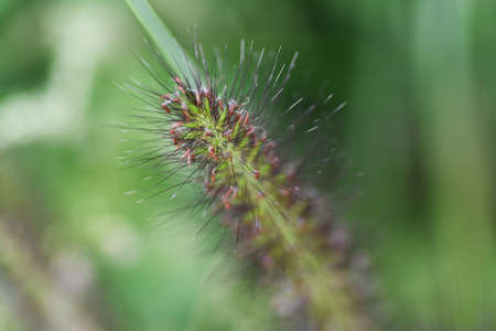 Dwarf fountain grass spikes. Poaceae perennial grass. It is a weed often seen on the roadside and features brush-shaped spikes.の写真素材