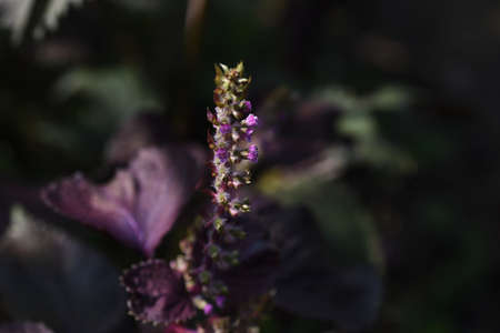 Japanese basil (Shiso herb) flowers. Lamiaceae annual aromatic herb.の写真素材