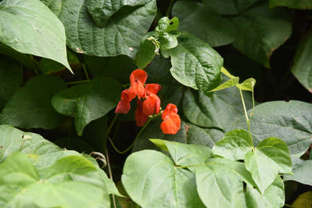 Runner bean cultivation. Fabaceae annual vine vegetables.